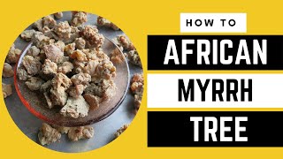 10 Surprising Uses of The African MYRRH Revealed  AFRICA FARMING HOW TO ep 16 [upl. by Nashom]