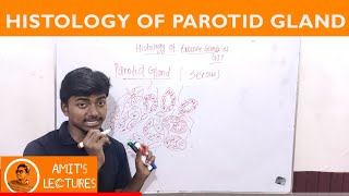 Draw histological diagram of PAROTID GLAND in 2 minutes  Rapid Histology  Amits Lectures  UHS [upl. by Sucramad]