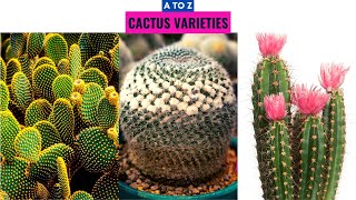 Cactus Varieties A to Z [upl. by Cho730]