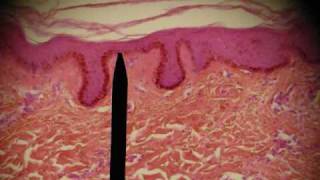 EPITHELIAL TISSUES HISTOLOGY ANATOMY Skin Intestine Professor Fink [upl. by Fevre845]