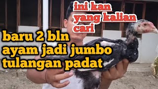 Rahasia ayam usia 2 bulan bisa jadi jumbo versi ajf channel [upl. by Acino763]