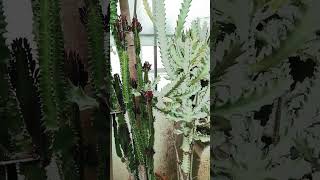 20 Year Old Euphorbia Trigona and Euphorbia Lactea White Ghost [upl. by Ettevy]