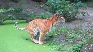 Tijger poept  Dierenpark Emmen [upl. by Trautman]