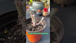 Useful tips for succulents  Grafting 🪴 suculentas 다육이들 多肉植物 garden [upl. by Ihcalam481]