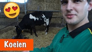 GEBOORTE VAN EEN KALFJE EN KOEIEN MELKEN  DierenpraatTV [upl. by Ainotahs]