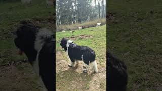 Nature and goats 🐐landseer newfoundlanddog newfoundlandandlabrador dog pies koza goat пес [upl. by Charlie]