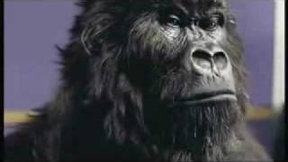 Phil Collins  Cadbury Gorilla advert [upl. by Barcroft190]