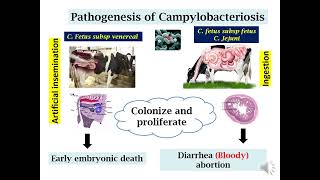 campylobacter pathology [upl. by Hedvah]