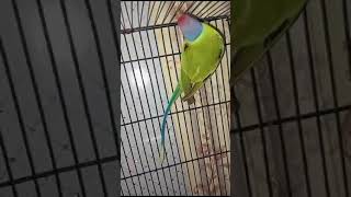 Plum head birds petlover youtubeshorts talkingparrotscareandroutine [upl. by Bogart]