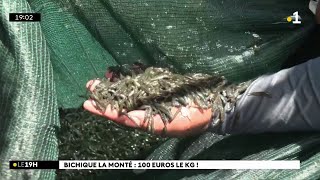 A la rivièredesMarsouins où depuis dimanche les pêcheurs de bichiques font le plein dalevins [upl. by Inaboy976]