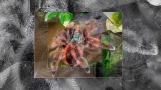 Avicularia versicolor HD picture slideshow 001 [upl. by Filiano]