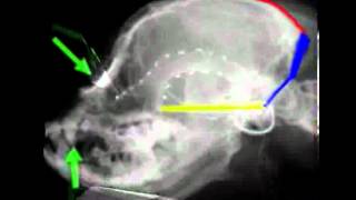 Cavalier King Charles skull changes with Chiari Malformation CM and Syringomyelia SM [upl. by Rein]