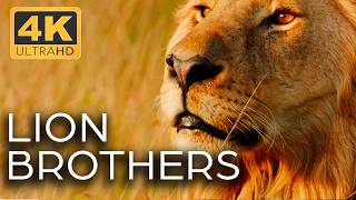 Lions Kings of the Savannah  Roar of the Wild Ep 1  4K UHD Documentary [upl. by Nitsu]