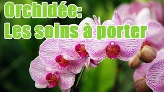 Quels soins apporter à une orchidée [upl. by Acirred]