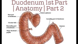 Duodenum 1st Part  Anatomy  Part 2 [upl. by Hadsall890]