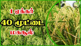 1ஏக்கர் 40 மூட்டை வரை விளைச்சல் தரும் ட்ரம் சீடர் முறைDrum seeder system yields 40 bundles per acre [upl. by Iddo]