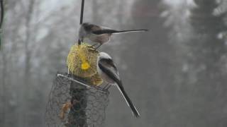 Stjärtmes Aegithalos caudatus [upl. by Agle308]