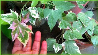 Ipomoea Batatas Caring Tips  Tricolor Sweet Potato Vine  Urdu Hindi [upl. by Harat]