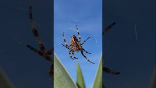 YouTubeCreatorCommunity Kreuzspinne Spinne Biss Giftig Gartenkreuzspinne Araneus diadematus Netz [upl. by Cornia894]