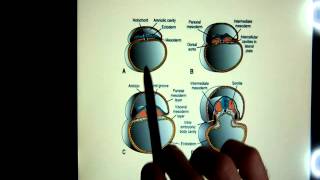 extraembryonic membranes [upl. by Dimond14]