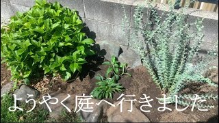 ようやく涼しくなったので庭仕事をはじめました｜オミナエシとエキナセアの植え付け｜西3花壇｜実家の庭｜９月下旬 [upl. by Lindemann]