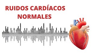 AUSCULTACIÓN CARDÍACA ruidos normales del corazón r1r2  s1s2 [upl. by Woods503]