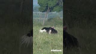 Watch how Ostriches Mate [upl. by Wenoa]