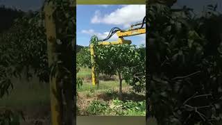 Mango tree pruning farming technology [upl. by Ivatts]