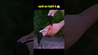 Flamingo feed blood to his baby 🦩😱 shorts ytshorts shortvideo [upl. by Ita]