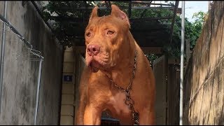 Bữa Sáng Dinh Dưỡng Cho Pitbull Bandog 8 tháng tuổi  Pitbull Bandog Hero  Trại Chó Pitbull [upl. by Nicolis32]