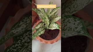 Aglaonema Plant😍🌱✨ ytshorts indoorplants [upl. by Kazim326]