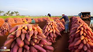 American Farmers Harvest Thousands of Tons of Sweet Potatoes this Way [upl. by Akimad]