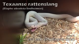 Texaanse rattenslang eet een eendagskuiken deel 2  De bek van een slang  Rat snake feeding time [upl. by Rimaa]