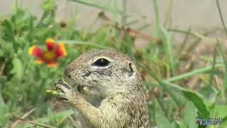 Spotted Ground Squirrel [upl. by Ttekcirc]