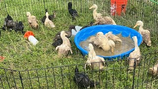 Ducks are back on the farm after hurricane Milton [upl. by Fayth509]