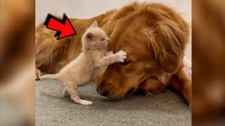 Rescued Tiny Kitten Starts Hugging Every Cat and Dog She Comes Across [upl. by Dlorad]