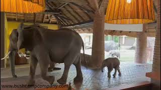 Elephants of Mfuwe Lodge [upl. by Neelyt]