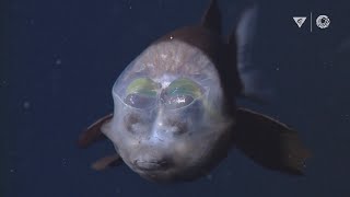 MBARIs Top 10 deepsea animals [upl. by Sabec658]