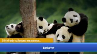 El Oso Panda o Ailuropoda melanoleuca Toda la información y Características [upl. by Moshell]