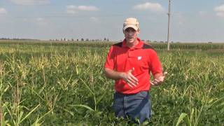 Soybean weed scouting Control of volunteer corn [upl. by Herodias8]