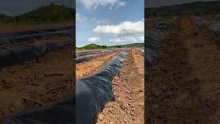 Plastic Mulching  80 Acres Vegetable Crop Production in Ghana 🇬🇭 Woadze  Beef Tomatoes [upl. by De]