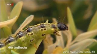 WDR 🐛 Die Buchsbaumretter verwenden Algenkalk gegen den Zünsler [upl. by Oicinoid]