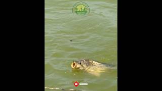 ▶️ БАЛЫҚ АУЛАУ  РЫБАЛКА  FISHING Қазақ тілді ютуб арнамызға жазылып қолдау көрсетіп жіберейікші 🎣 [upl. by Aneda424]