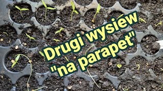 Drugi wysiew quotna parapetquot [upl. by Freddi]