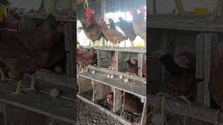 Chickens lay eggs at the age of 5 months chicken egg shortvideo shorts [upl. by Evangelin]