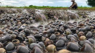 Amazing too many field snails in waterflooding at rice field picking a lot today [upl. by Nyliuqcaj852]