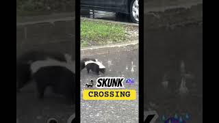 SKUNK Fording the “River” skunk julyflood iphone15 mississauga [upl. by Saffren]