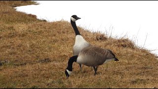 Bernaches cri et Harle couronné  Canada Goose call and Hooded Merganser [upl. by Nalced715]