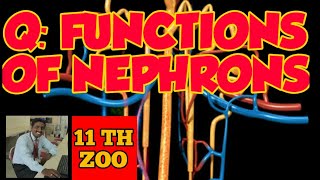 Q FUNCTIONS OF NEPHRON PARTS [upl. by Roht]