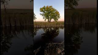 The Cottonwood Tree nature peaceful creek [upl. by Niret223]